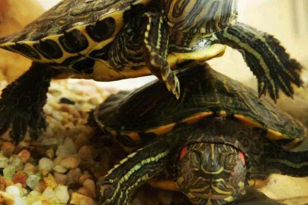 小乌龟怕不怕冷水,惧怕冷水、水温过低会被冻死