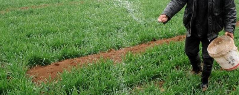 小麦3-4月份要施什么肥料