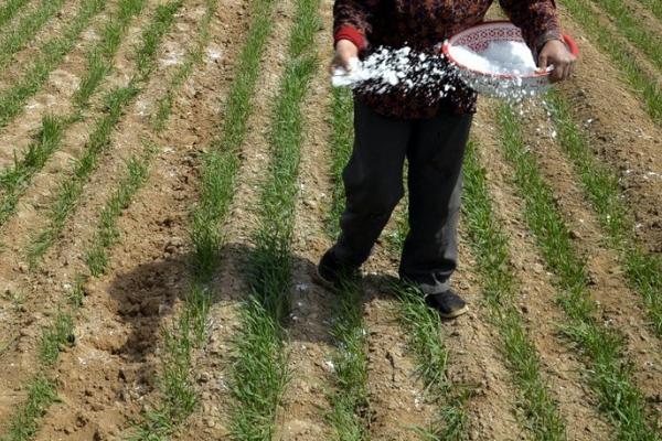 小麦3-4月份要施什么肥料,控缓释硫加钾尿素是适宜选择