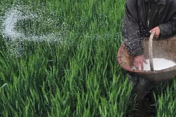 小麦3-4月份要施什么肥料,控缓释硫加钾尿素是适宜选择