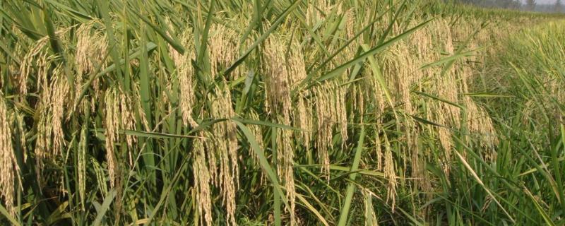 Y两优9918品种简介