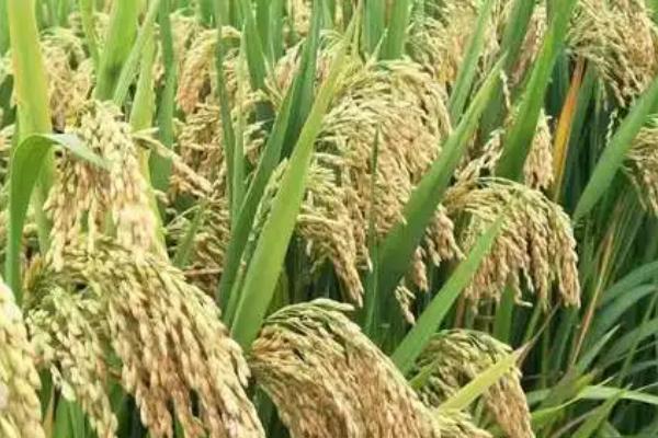 Y两优9918品种简介，全生育期124天左右