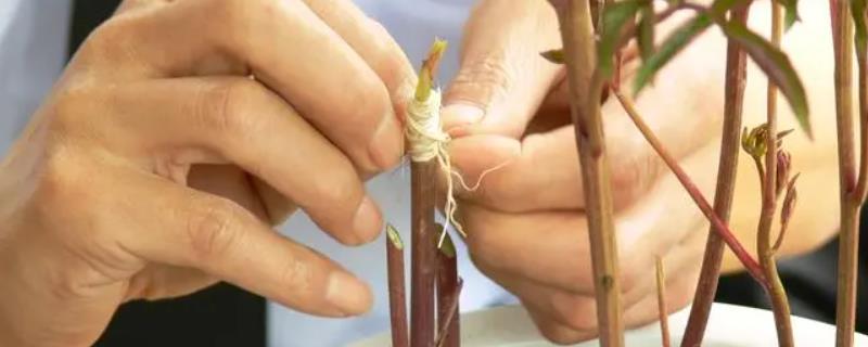 牡丹怎么嫁接
