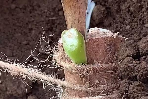 牡丹怎么嫁接,可采用嵌接、腹接、芽接等方式