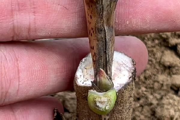 牡丹怎么嫁接,可采用嵌接、腹接、芽接等方式