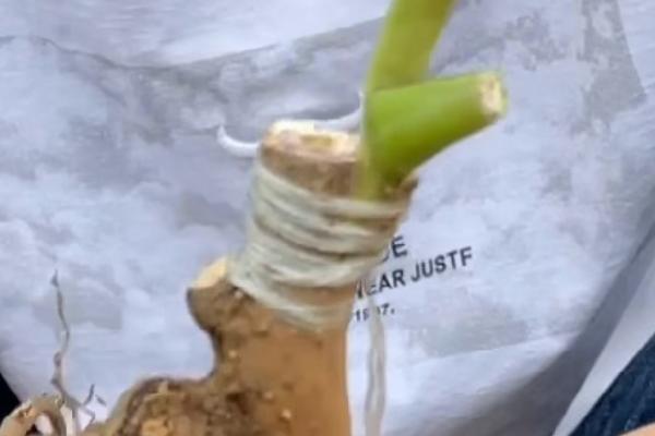 牡丹怎么嫁接,可采用嵌接、腹接、芽接等方式