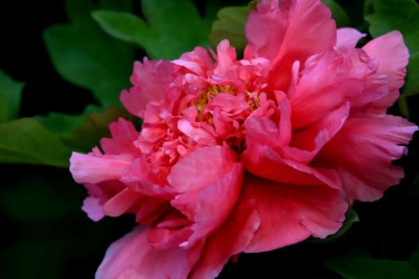 牡丹怎么嫁接,可采用嵌接、腹接、芽接等方式