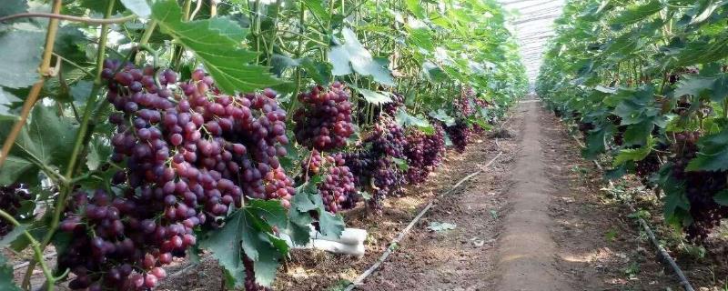 葡萄的甜度如何提高