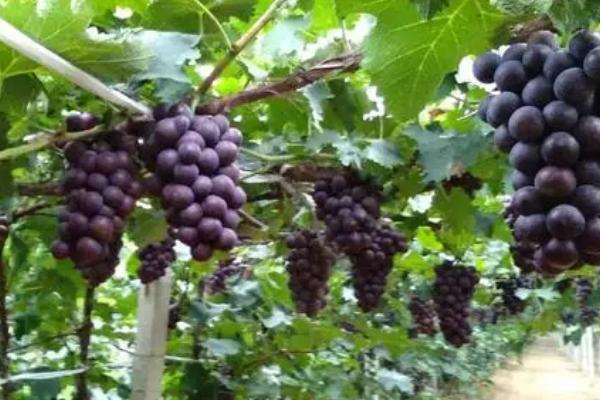 葡萄的甜度如何提高,增施有机肥、喷施植物生长调节剂可起到增甜效果