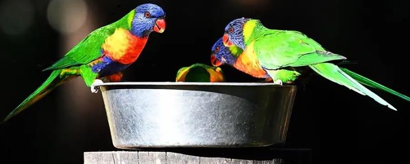 鹦鹉一天要喝多少水