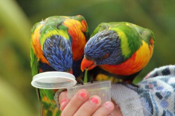 鹦鹉一天要喝多少水,每天5-6ml左右