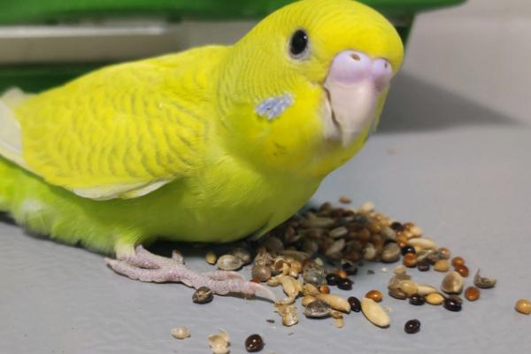 鹦鹉一天要喝多少水,每天5-6ml左右