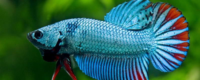 虹斗鱼好不好养