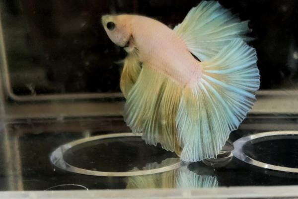 虹斗鱼好不好养,难度不高适合新手