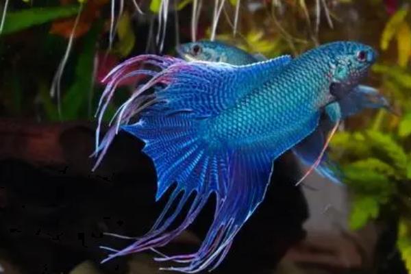 虹斗鱼好不好养,难度不高适合新手