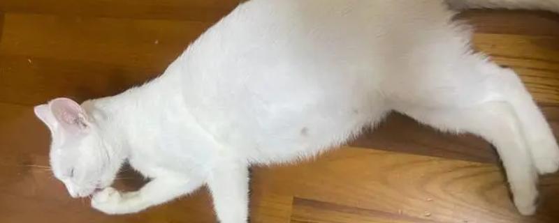 猫传腹的症状