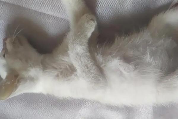 猫传腹的症状,早期主要表现为食欲减退、呼吸困难等