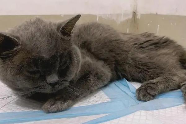 猫传腹的症状,早期主要表现为食欲减退、呼吸困难等