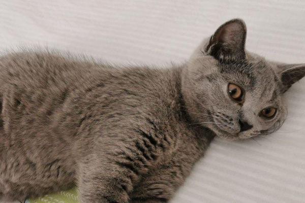 猫传腹的症状,早期主要表现为食欲减退、呼吸困难等