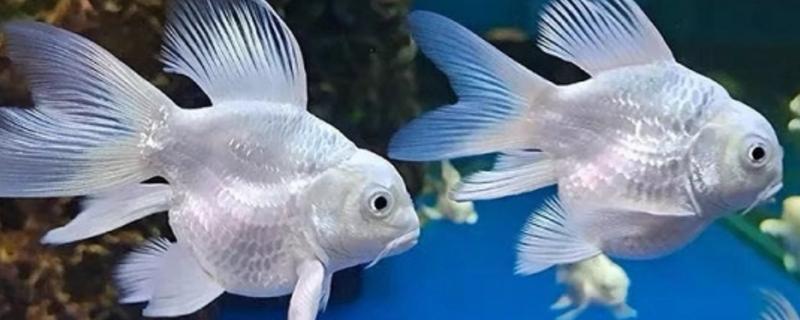 蝴蝶鲤炸鳞后如何治疗