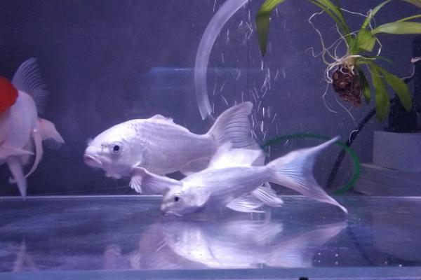 蝴蝶鲤炸鳞后如何治疗,可采取升温、换水、消毒等措施