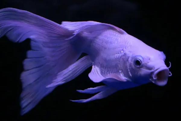 蝴蝶鲤炸鳞后如何治疗,可采取升温、换水、消毒等措施