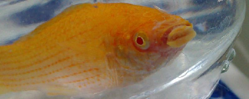 鱼患上棉口病如何治疗