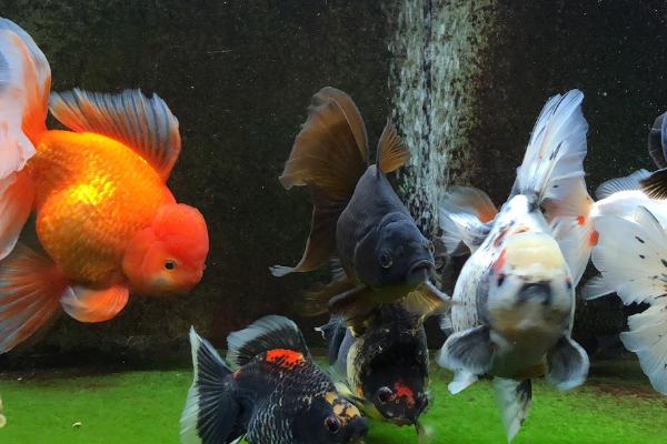 鱼患上棉口病如何治疗,可暂停饲喂、并向水中加盐