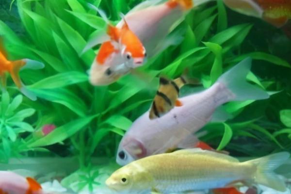 鱼患上棉口病如何治疗,可暂停饲喂、并向水中加盐