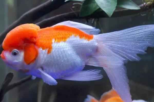 鱼患上棉口病如何治疗,可暂停饲喂、并向水中加盐