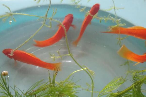 鱼患上棉口病如何治疗,可暂停饲喂、并向水中加盐