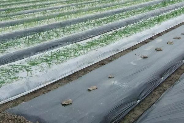 塑料农膜十大品牌，国风、汾江、清田、金田等品牌榜上有名
