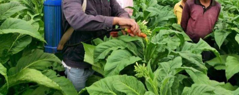 异菌脲的防治对象