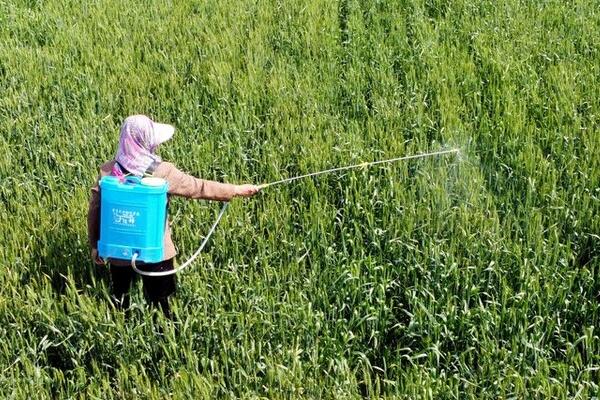 异菌脲的防治对象,可防治烟草赤星病、人参黑斑病、油菜菌核病等病害