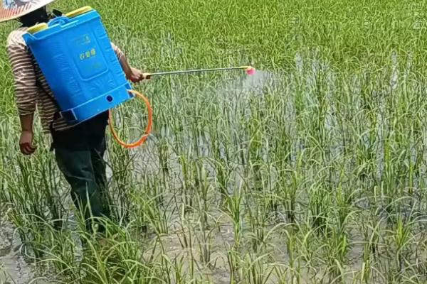 异菌脲的防治对象,可防治烟草赤星病、人参黑斑病、油菜菌核病等病害