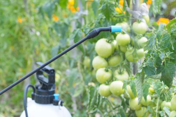 异菌脲的防治对象,可防治烟草赤星病、人参黑斑病、油菜菌核病等病害