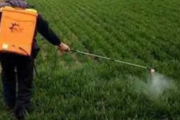 异菌脲的防治对象,可防治烟草赤星病、人参黑斑病、油菜菌核病等病害