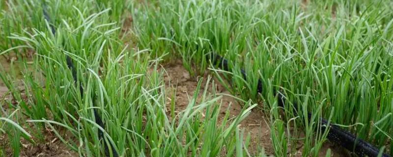 秋季怎么管理韭菜