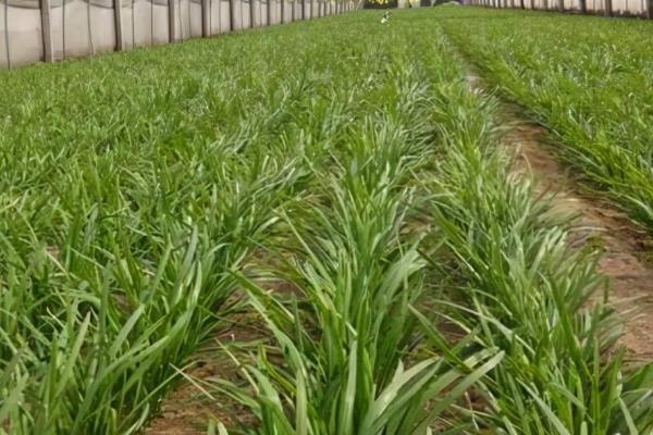 秋季怎么管理韭菜,韭菜迅速生长前要重施肥