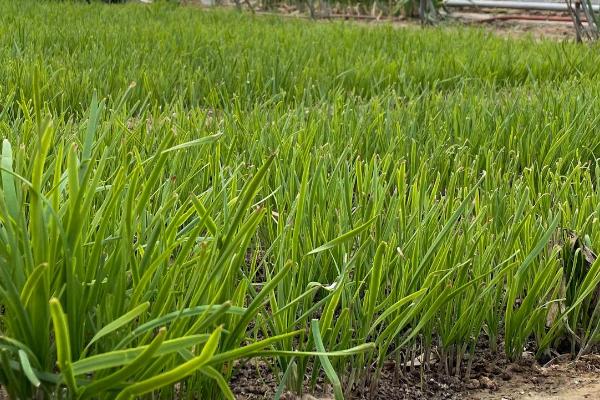 秋季怎么管理韭菜,韭菜迅速生长前要重施肥