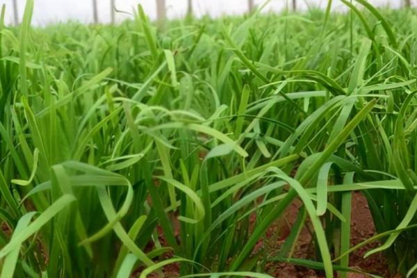 秋季怎么管理韭菜,韭菜迅速生长前要重施肥