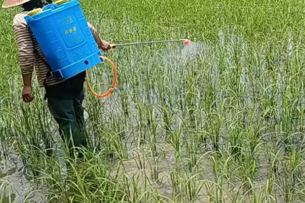 什么是水溶肥,是一种可以完全溶于水的复合型肥料