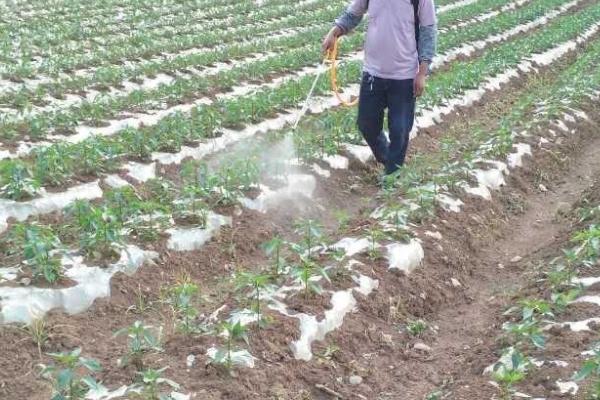 什么是水溶肥,是一种可以完全溶于水的复合型肥料