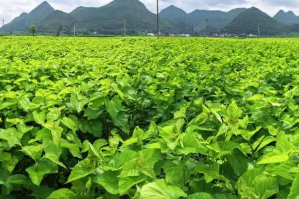 秋季桑园常见病虫害,害虫有桑螟、尺蠖、斜纹夜蛾等