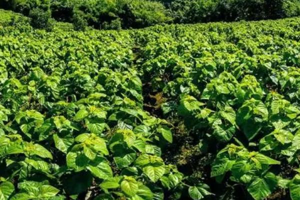 秋季桑园常见病虫害,害虫有桑螟、尺蠖、斜纹夜蛾等