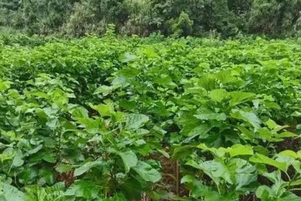 秋季桑园常见病虫害,害虫有桑螟、尺蠖、斜纹夜蛾等