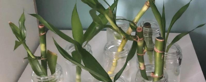 开运竹的修剪方法