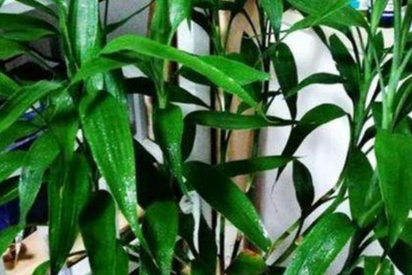 开运竹的修剪方法,在距离母株0.5厘米处剪除幼芽即可