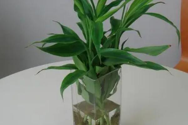 开运竹的修剪方法,在距离母株0.5厘米处剪除幼芽即可