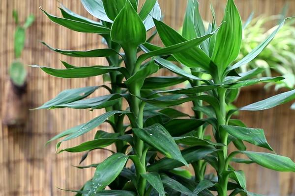 开运竹的修剪方法,在距离母株0.5厘米处剪除幼芽即可